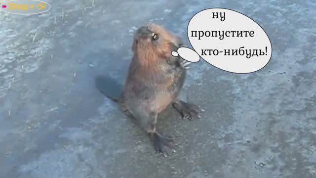 Разборки на дорогах. У зверей всё как у людей