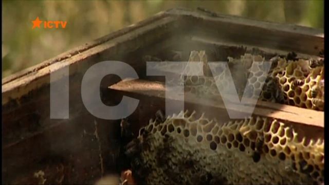 Українські бджолярі намагаються завоювати європейський ринок