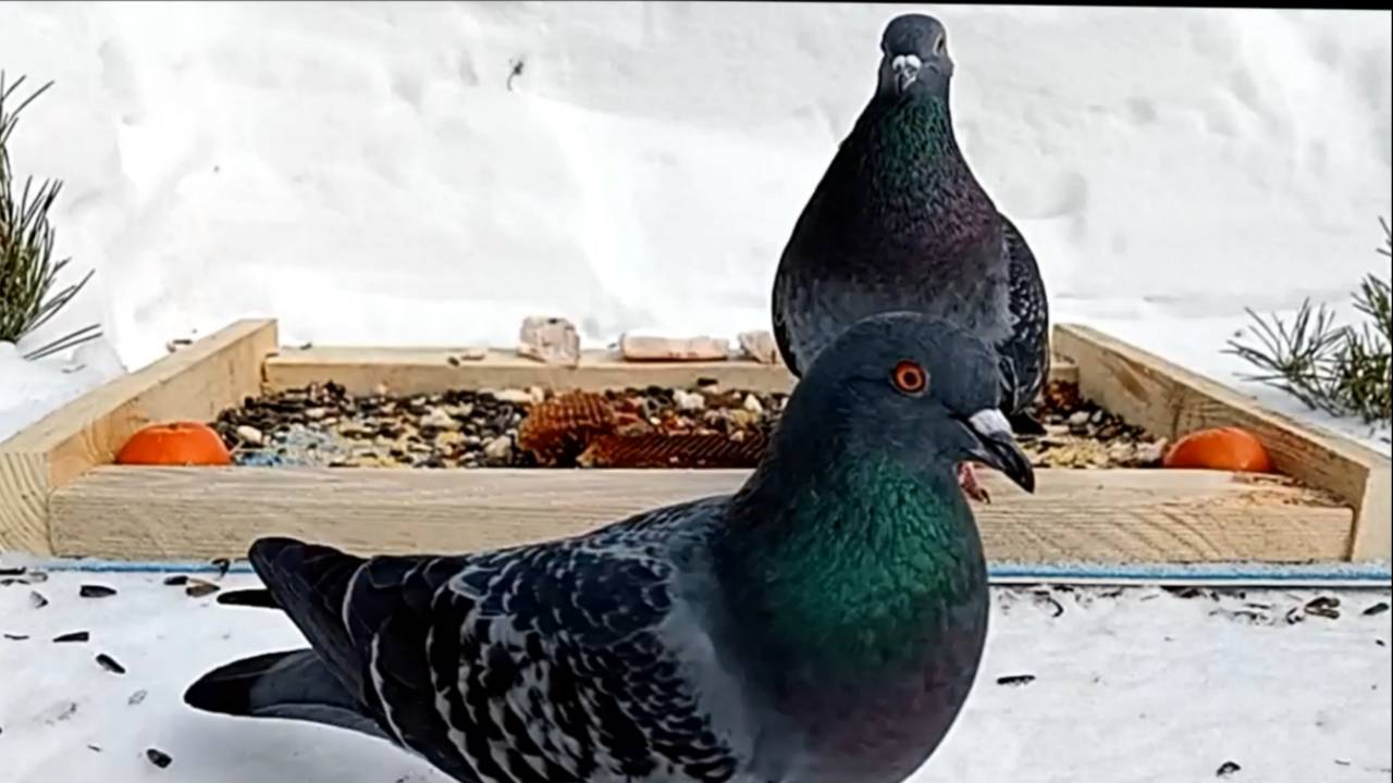 Видео для Котов (Разнообразие птиц на кормушке) - (13.02.2025 года) смотреть онлайн