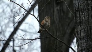 Дрозд Белобровик песенку поёт
