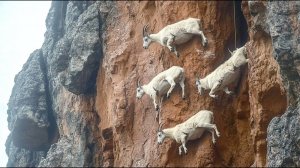 Почему эти Козлы НЕ ПАДАЮТ? Секреты их суперсилы!