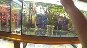 Подготовился на завтра. Пересадил рыб, освободил нерестовики под нересты. Будни Аквариумиста