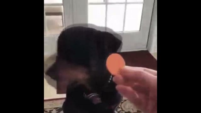 Подборка приколов 2019 - Приколы Сутулые 11 выпуск смотреть онлайн