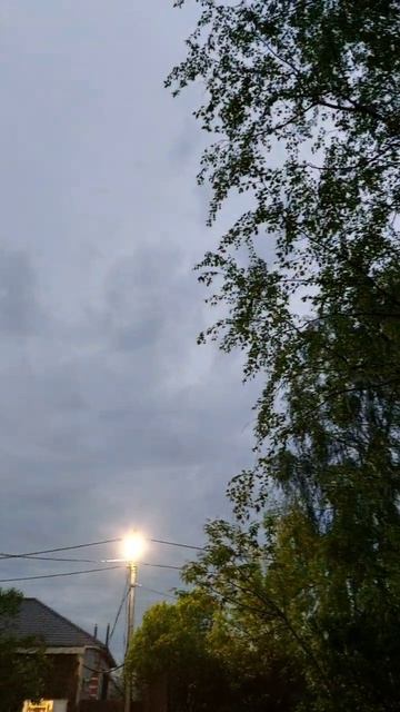 Береза на ветру.