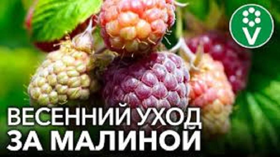 ВАЖНЫЙ ВЕСЕННИЙ УХОД ЗА МАЛИНОЙ. Уход за ремонтантной малиной в весенний период.