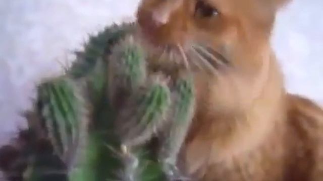 Приколы с котами мега ржач! смотреть онлайн