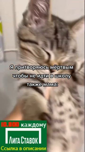 Я ПРИТВОРЯЮСЬ МЁРТВЫ ЧТО БЫ НЕ ИДТИ В ШКОЛУ #shorts #рекомендации #приколы #тикток #кот смотреть онлайн