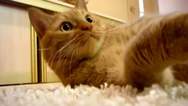 Краткость сестра таланта смотреть онлайн