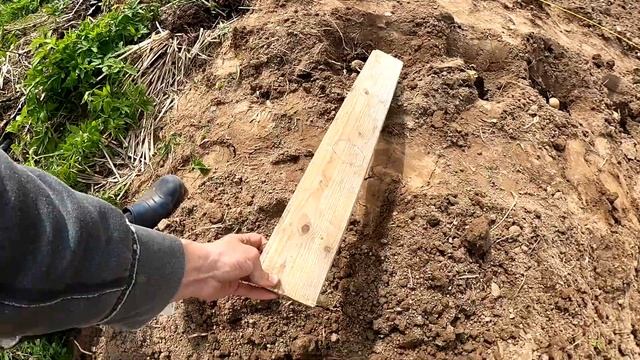 Сажаем картошку под лопату: проверенный дедовский способ для большого урожая! смотреть онлайн