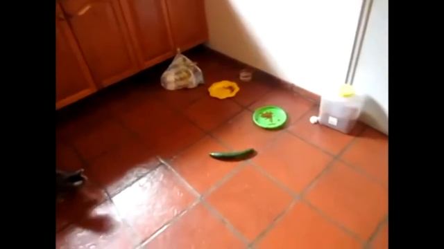 Cucumbers attack cats / Огурцы и коты #1 смотреть онлайн