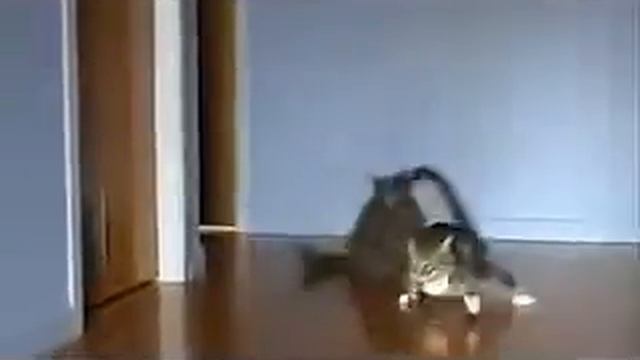 Приколы с кошками Прикольное видео котов часть 10 смотреть онлайн