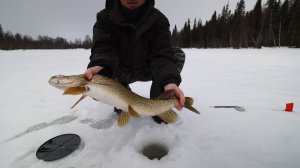 Планы меняются. Щука на жерлицы. Закрываю сезон рыбалки по льду.
