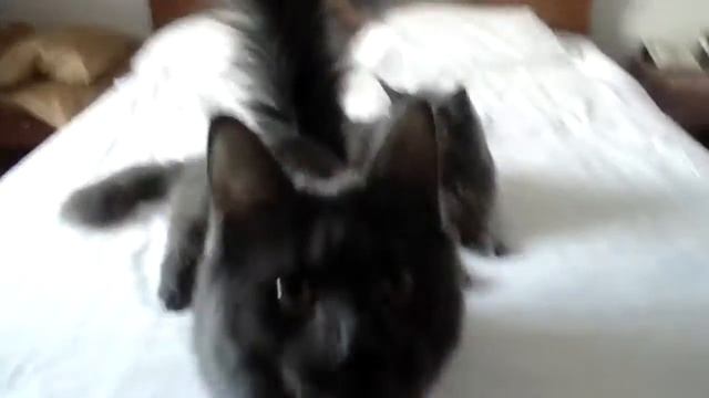 Ханн перед выставкой, на фото 8 месяцев, свободен для выбора!! смотреть онлайн