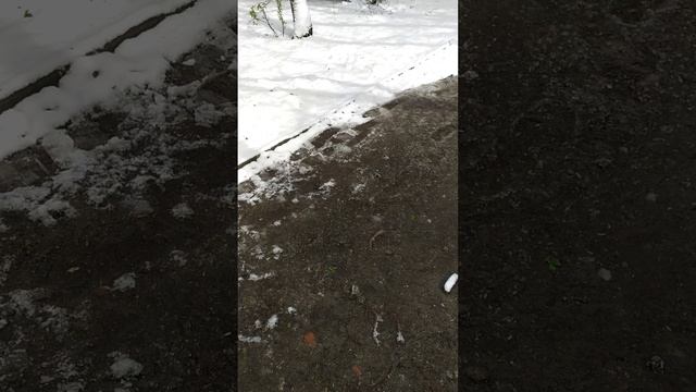 Красивая трясогузка в парке смотреть онлайн