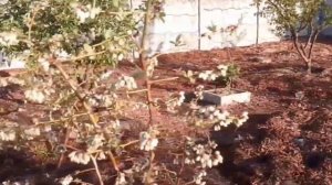 Боится ли голубика возвратных заморозков?