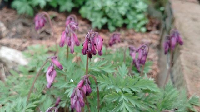 Дицентра Формоза сорта 'Луксуриант' в нашем саду 2025 смотреть онлайн