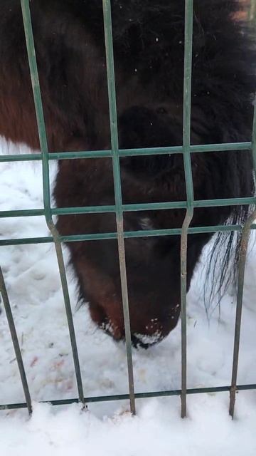 Пони в контактном зоопарке зимой смотреть онлайн