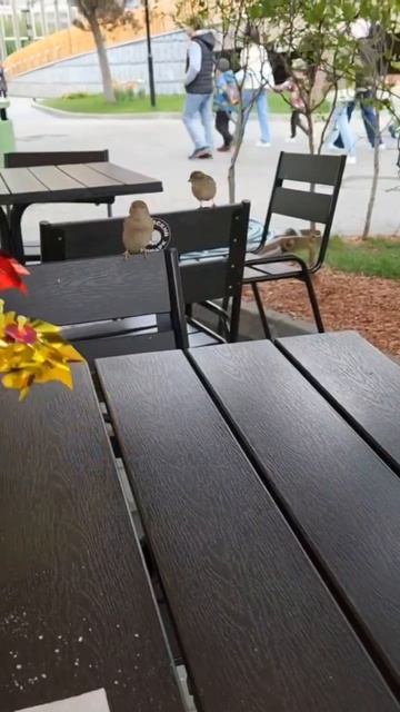 Майские прогулки.Зоопарк.Воробышки смотреть онлайн