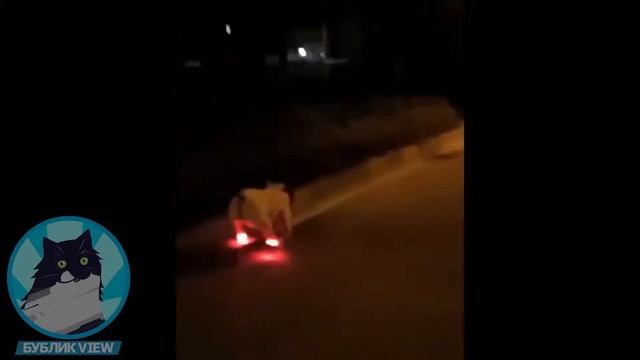 ЛУЧШИЕ ПРИКОЛЫ ЗА НЕДЕЛЮ 🔥 ПРИКОЛЫ 2019 МАРТ 😺 ЛУЧШИЕ СМЕШНЫЕ ПРИКОЛЫ ПОДБОРКА #3 БУБЛИК VIEW смотреть онлайн