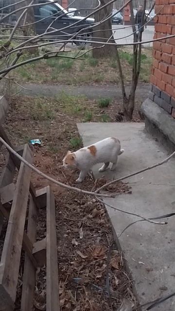 Помешала драке