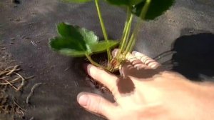 Посадка клубники на агроволокно