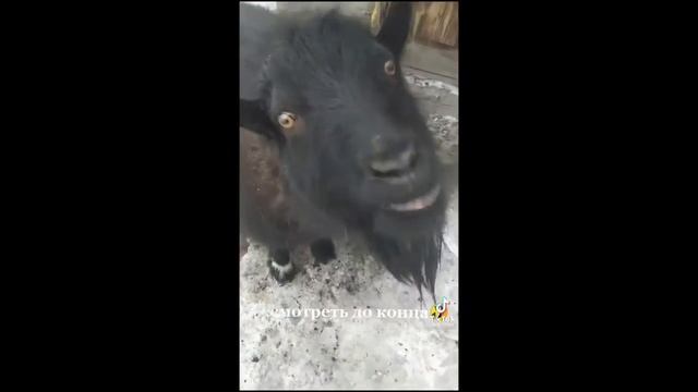 СМЕШНЫЕ ВИДЕО 2021 // ЛУЧШИЕ ПРИКОЛЫ 2021 // ПРИКОЛЫ // РЖАЧ ДО СЛЕЗ // ТЕСТ НА ПСИХИКУ // #13 смотреть онлайн