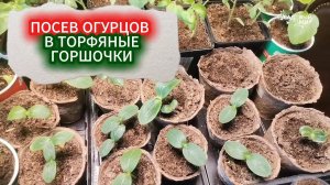 ПОСЕВ ОГУРЦОВ НА РАССАДУ ЗАБЫТЫМ СПОСОБОМ В ТОРФЯНЫЕ ГОРШКИ. САЖАЕМ КИТАЙСКИЕ ДЛИННОПЛОДНЫЕ ОГУРЦЫ