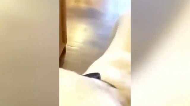 Смешные приколы животных.Забавные шалости с животными.Ржачные моменты с животными.Шутки с животными смотреть онлайн