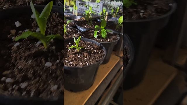 Собираю посылки по заказам📦 смотреть онлайн