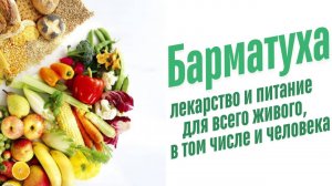 Питание органическими веществами.