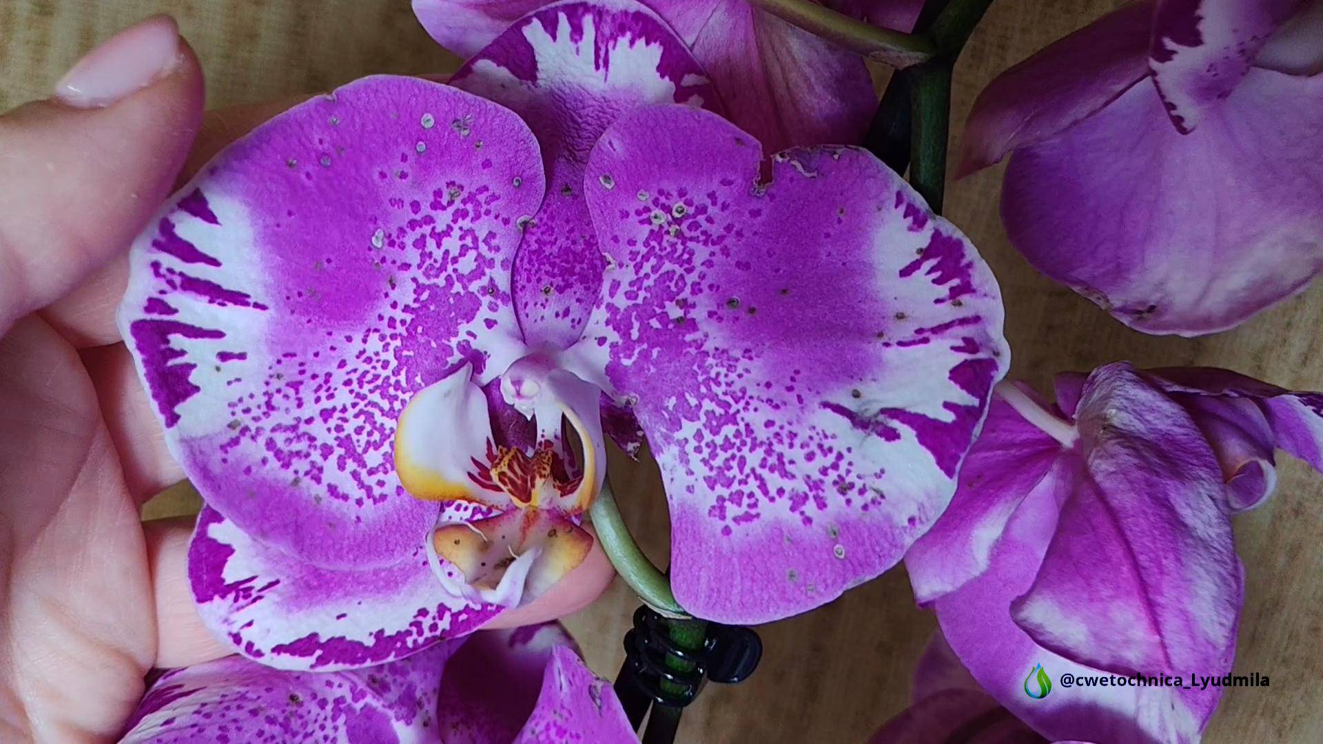 Пересадка азиатских орхидей и немного цветущих антуриумов