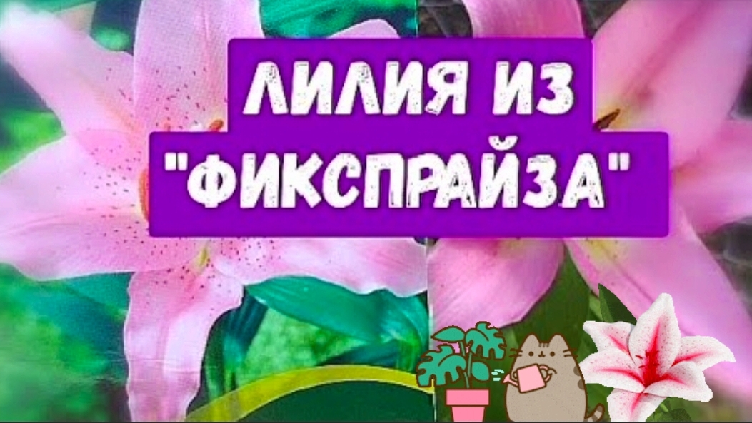 Купила луковицу восточной лилии. смотреть онлайн