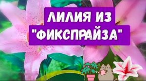 Купила луковицу восточной лилии.