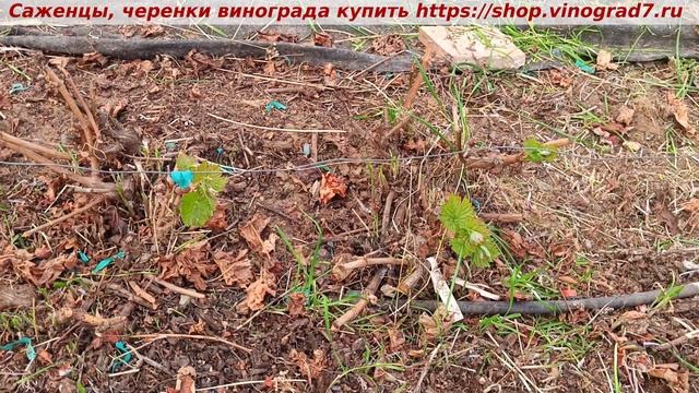 Использование криопротекторов при заморозках на винограднике. смотреть онлайн