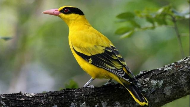 Иволга Поет. Звуки Иволги. Голос Иволги. Пение и Крик Иволги