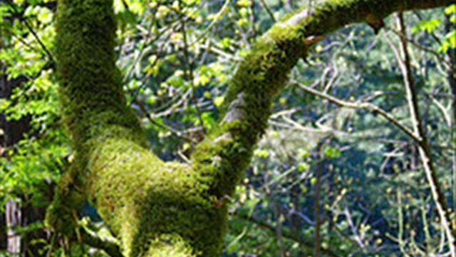 Deep and Wide_webm (640x360) смотреть онлайн