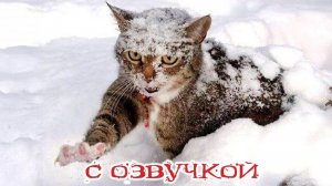 Приколы с котами! - С ОЗВУЧКОЙ! Самые смешные животные! СМЕШНЫЕ КОТЫ! ДО СЛЁЗ!