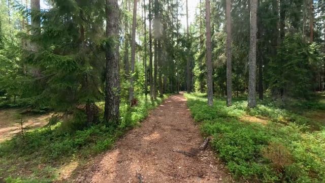 Прогулка по лесу к красивым лесным озёрам. Лес и пение птиц ранним утром в лесу | 4K