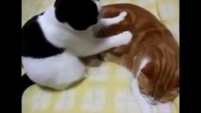 Коты прикольные смотреть онлайн