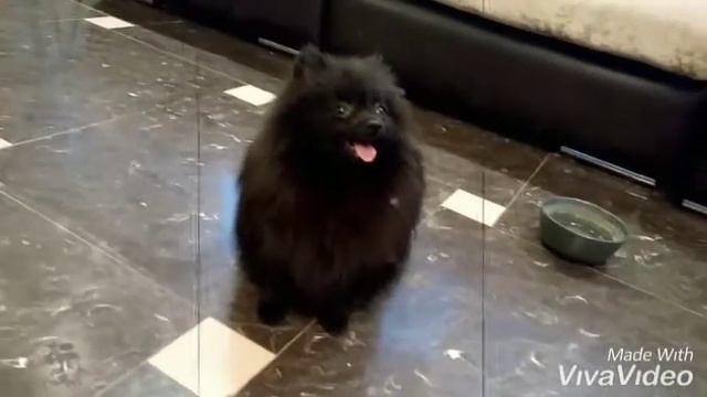 Черная девочка померанская смотреть онлайн