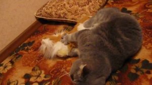 кот занимается сексом! прикол