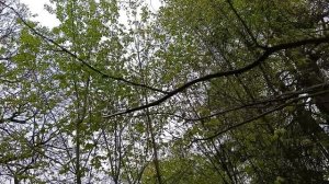 В начале  мая Лесопарк Бицевский лес Москва