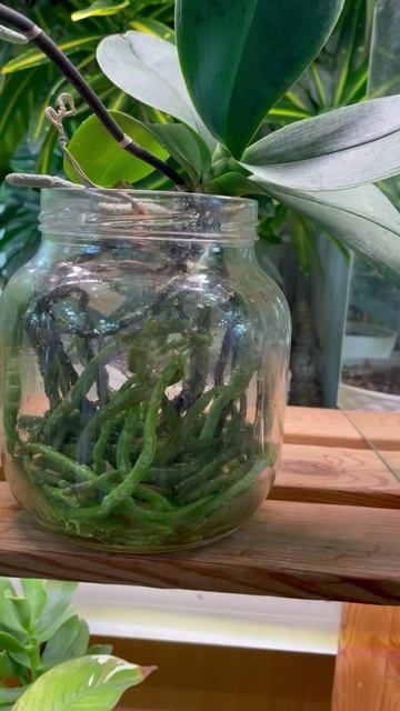 Орхидея фаленопсис