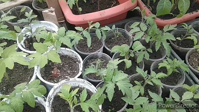 Дрожжевая подкормка для рассады томатов, огурцов и перцев: рецепт, который работает смотреть онлайн