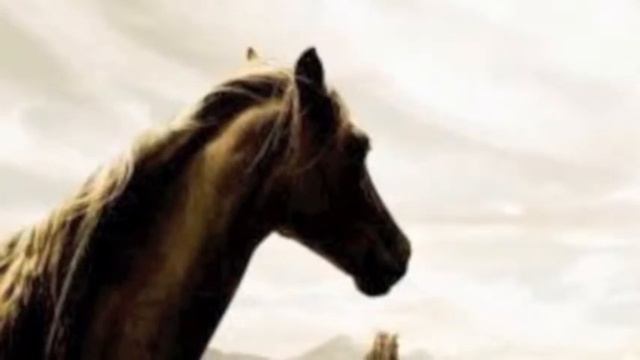 Необыкновенная красота лошади. смотреть онлайн