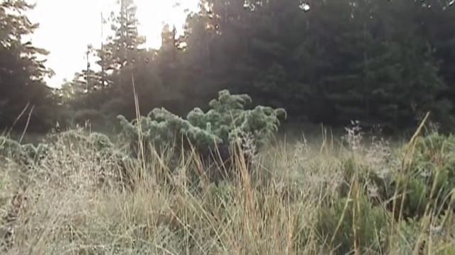 Сивуля