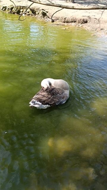 гусь лебедю товарищ?🤭🤔 смотреть онлайн