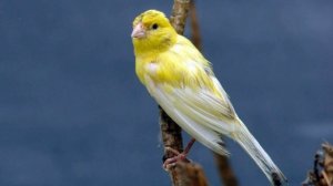 Красивое Пение Канарейки. Певчий Кенар. Звуки Канарейки. Как Поет Канарейка