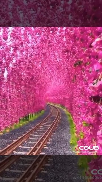 Цветочный тунель