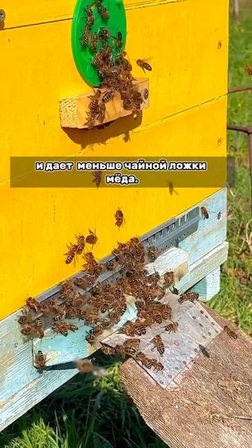 Всё познается в сравнении 🐝🥄 #вкусномёд #пчеловодство #bee #мёд #воск